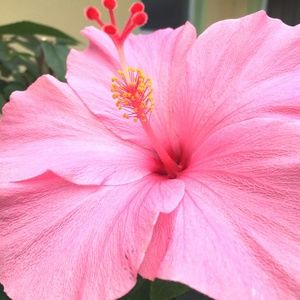 Meet your Posher, Juliana